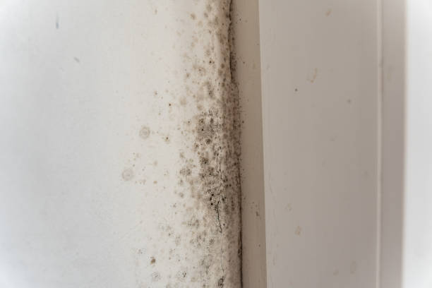 Best Mold Removal for HVAC Installations  in Englewood Cliffs, NJ